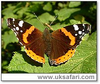 Red Admiral - Photo � Copyright 2003 Gary Bradley