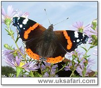 Red Admiral - Photo � Copyright 2005 Gary Bradley