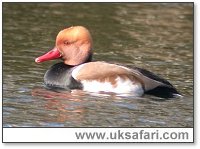 Male Red-Crested Pochard - Photo � Copyright 2005 Steve Botham