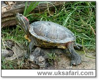 Slider - Photo � Copyright 2005 Gary Bradley