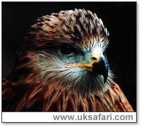 Red Kite Close Up - Photo � Copyright 2003 Rick Coyne