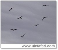 Flock of seven red kites