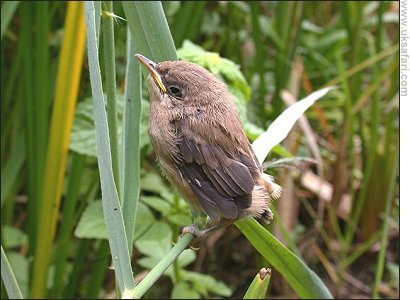 Reed Warbler Chick - Photo � Copyright 2006 Steve Botham