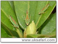 Rhododendron Leafhoppers - Photo � Copyright 2003 Gary Bradley