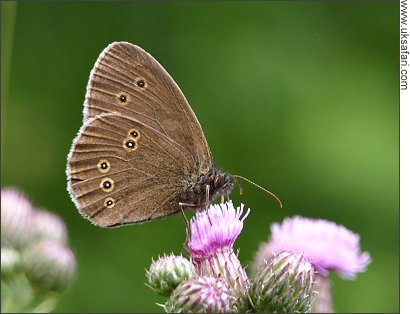 Ringlet - Photo � Copyright 2008 Gary Bradley