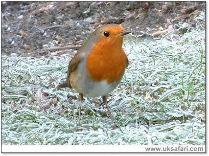 Robin - Photo � Copyright 2007 G. Bradley