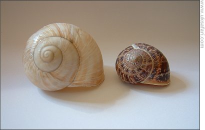 Snail shells - Roman left, Garden right - Photo � Copyright 2007 Gary Bradley