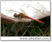 Ruddy Darter - Photo � Copyright 2006 Jane Relton