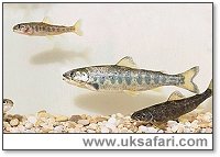 Salmon Parr Changing to Smolt - Photo � 2002 Ian Wilkinson