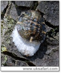 Scale Insect - Photo � Copyright 2007 Dave Green