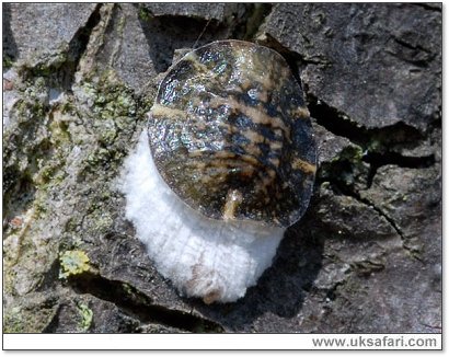 Scale Insect - Photo � Copyright 2007 Dave Green