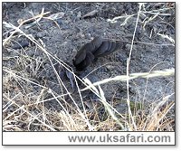 Buried Blackbird - Photo � Copyright 2006 Amanda Suddaby