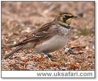 Shore Lark - Photo � Copyright 2005 Steve Botham