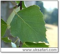Silver Birch Leaf - Photo � Copyright 2003 Gary Bradley