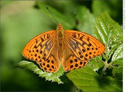 Male Silver-washed Fritillary - Photo � Copyright 2007 Tony Mathews