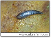 Silverfish - Photo � Copyright 2001 Gary Bradley