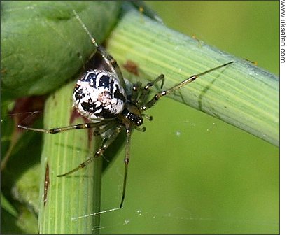 Mothercare Spider - Photo � Copyright 2008 Gary Bradley