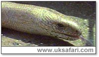 Slow-Worm - Photo � Copyright 2005 Michael James Fuller