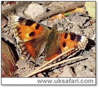 Aberrant Small tortoiseshell - Photo � Copyright 2004 Dean Stables