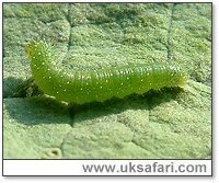 Small White Larva - Photo � Copyright 2004 Gary Bradley