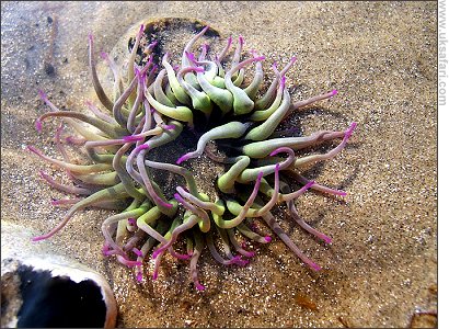 Snakelocks Anemone - Photo � Copyright 2007 Sophia Winters