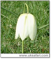 White Snake's Head Fritillary - Photo � Copyright 2007 Gary Bradley