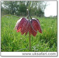 Double Snake's Head Fritillary  - Photo � Copyright 2007 Gary Bradley