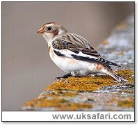 Snow Bunting - Photo � Copyright 2003 Steve Botham