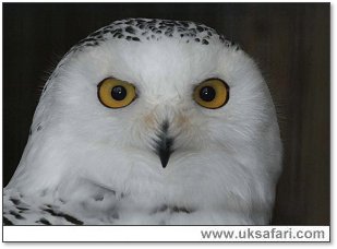 Snowy Owl - Photo � Copyright 2007 Robin Ward