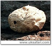 Wasp's nest - Photo � Copyright 2001 Gary Bradley