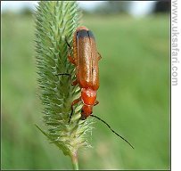 Soldier Beetle - Photo � Copyright 2007 Gary Bradley