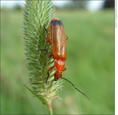 Soldier Beetle - Photo � Copyright 2007 Gary Bradley