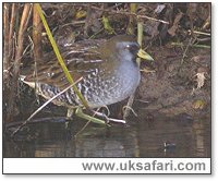 Sora Rail - Photo � Copyright 2004 Steve Botham
