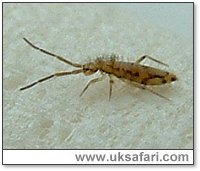 Springtail - Photo � Copyright 2005 Gary Bradley
