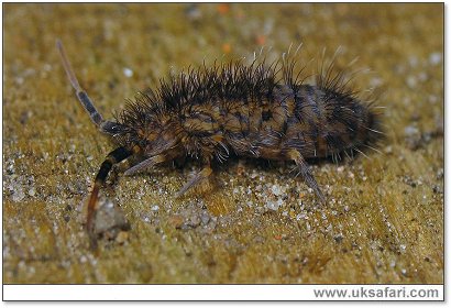 Springtail - Photo � Copyright 2006 Gordon Spears