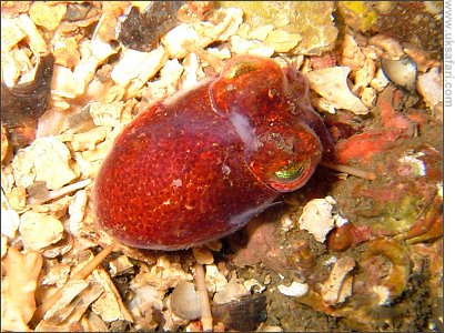 Squid - Photo � Copyright 2008 Geoff Tervet