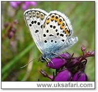 Silver-Studded Blue - Photo � Copyright 2006 Kate Dent / BBOWT