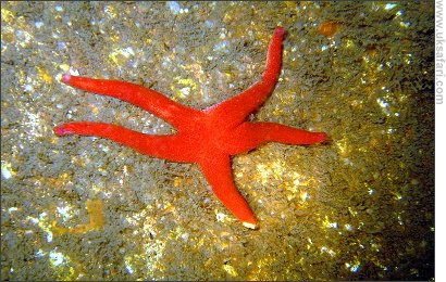 Starfish -  Photo � Copyright 2008 Geoff Tervet