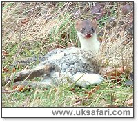 Stoat with rabbit - Photo � Copyright 2004 Gary Bradley