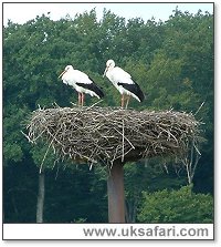 Nesting Storks - Photo � Copyright 2005 Gary Bradley