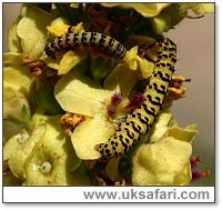 Striped Lychnis Larvae - Photo � Copyright 2005 Roger Wasley