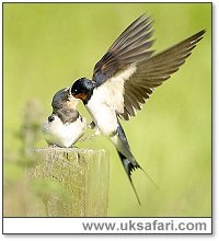 Photo � Copyright 2003 Chris Edwards