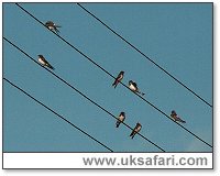 Swallows Gathering on Telephone Wires - Photo � Copyright 2002 Gary Bradley