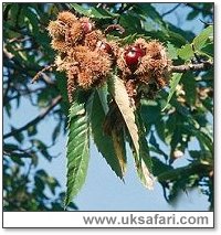 Sweet Chestnut Branch - Photo � Copyright 2001 Gary Bradley