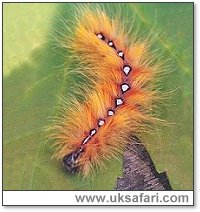Sycamore Moth Caterpillar - Photo � Copyright 2000 Gary Bradley