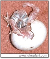 Tawny Owl Hatching - Photo � Copyright 2003 Helen Adsett