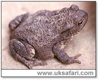 Back of a toad - note the warty skin - Photo � Copyright 2001 Gary Bradley