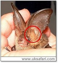 Bat Tragus (circled) - Photo � Copyright 2002 Gary Bradley
