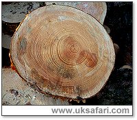 Treerings - Photo � Copyright 2004 Gary Bradley