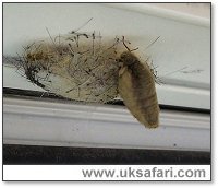  Vapourer Female with Cocoon - Photo � Copyright 2005 Simon Howard